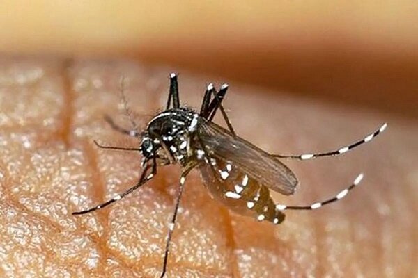 بهسازی محیط موثرترین راه در پیشگیری از وفور پشه آئدس است