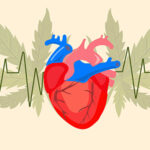 تأثیرات مخرب ماری‌جوانا بر قلب؛ از سموم تا نارسایی قلبی