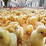 تحقق ۱۴۳ درصدی جوجه‌ریزی در کنگاور