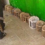 تخریب و جمع‌آوری ۱۷۰ تله زنده‌گیری غیرمجاز کبک در قزوین