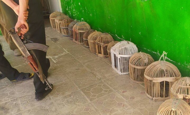 تخریب و جمع‌آوری ۱۷۰ تله زنده‌گیری غیرمجاز کبک در قزوین