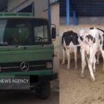 توقیف خودروی حامل ۳ رأس احشام قاچاق در رباط کریم