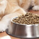 توقیف محموله غذای حیوانات خانگی در قشم