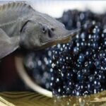 تولید خاویار در سبزوار افزایش یافت