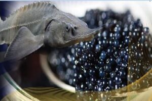 تولید خاویار در سبزوار افزایش یافت