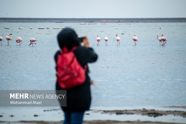 جباری: سایت پرنده‌نگری در تالاب سولدوز نقده راه اندازی شود