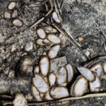 جشن نیمه شعبان در مسجد سوخته فاطمیه