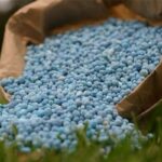 خیراندیش: ۴۵۰۰ تُن کود شیمیایی میان کشاورزان در لنگرود توزیع شد