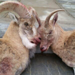 دستگیری شکارچیان غیرمجاز و کشف ۱۰ لاشه گراز وحشی در دماوند