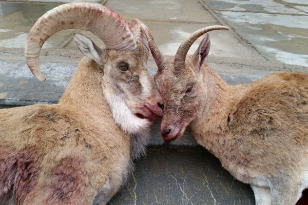 دستگیری شکارچیان غیرمجاز و کشف ۱۰ لاشه گراز وحشی در دماوند