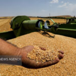 ذخیره سه‌ماهه گندم در مازندران؛ ۶۰ هزار تن گندم واردات شد