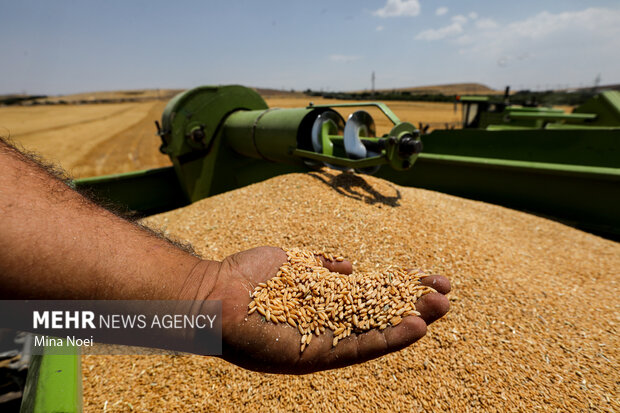 ذخیره سه‌ماهه گندم در مازندران؛ ۶۰ هزار تن گندم واردات شد