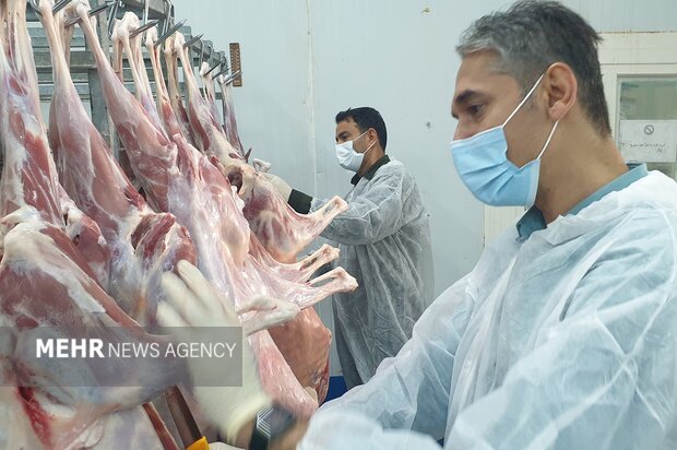 رئیس جهاد کشاورزی بوشهر: زنجیره تولید گوشت در استان تکمیل می‌شود