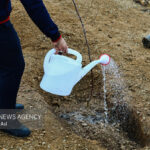 رحمتی‌زاده: نهال رایگان میوه در منازل کاشته می‌شود