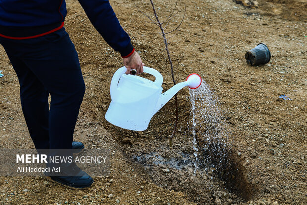 رحمتی‌زاده: نهال رایگان میوه در منازل کاشته می‌شود