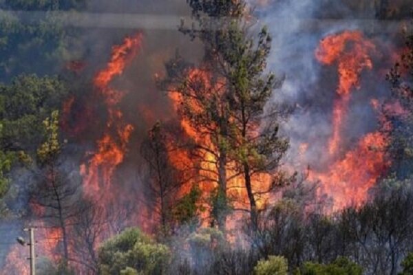رخش بهار: آتش‌سوزی عمدی در پارک ملی بوجاق مهار شد