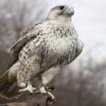 رهاسازی ۲ فرد بالابان در چهارمحال و بختیاری