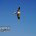 «سد بار» مهمترین کانون زمستانی پرندگان مهاجر در خراسان رضوی است