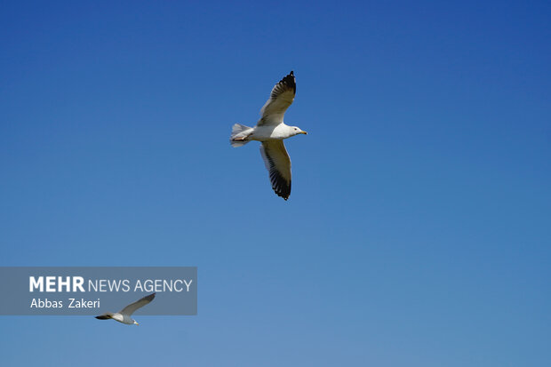 «سد بار» مهمترین کانون زمستانی پرندگان مهاجر در خراسان رضوی است