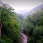 ضرورت اجرای مدیریت پایدار در جنگل‌های شمال