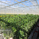 طرح گلخانه تولید سبزی و صیفی‌جات با حضور وزیر جهاد کشاورزی افتتاح شد 