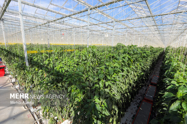 طرح گلخانه تولید سبزی و صیفی‌جات با حضور وزیر جهاد کشاورزی افتتاح شد 