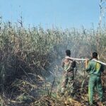 عامل آتش‌سوزی تالاب انزلی دستگیر شد