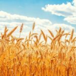 غدیری: میانگین تولید گندم آبی در مرکزی  ۱۶۸ درصد افزایش یافت