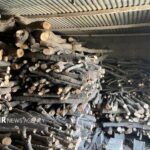 قاچاقچی حرفه‌ای چوب در چمستان نور دستگیر شد