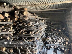 قاچاقچی حرفه‌ای چوب در چمستان نور دستگیر شد