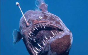 قلابچه‌ماهی: شکارچی نورانی اعماق دریا با قلاب مرگبار!