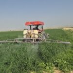 مانور مبارزه با علف‌های هرز در مزارع گندم گناوه برگزار شد