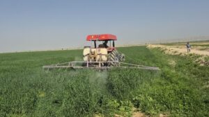 مانور مبارزه با علف‌های هرز در مزارع گندم گناوه برگزار شد