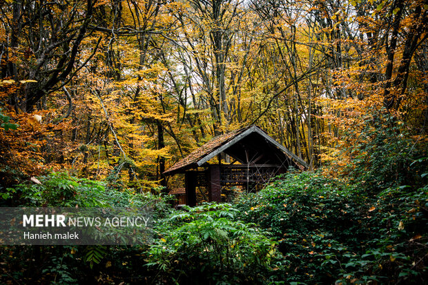 مدیریت پایدار هیرکانی با مشارکت مردم محقق می‌شود