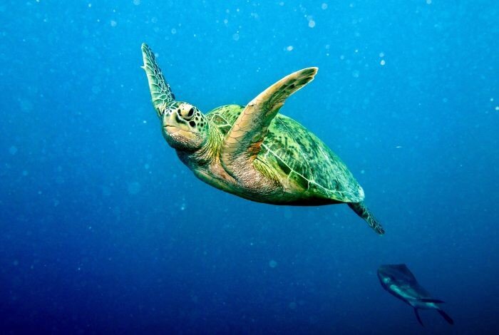 مرادزاده: بوشهر پیشتاز حفاظت از لاک‌پشت‌های دریایی در معرض خطر است