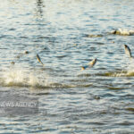 مرمت و بهسازی ۵ هکتار آب‌بندان روستای کرچنگ قائم‌شهر