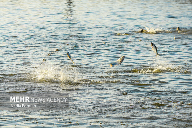 مرمت و بهسازی ۵ هکتار آب‌بندان روستای کرچنگ قائم‌شهر