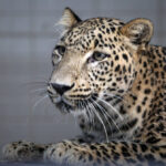 مشاهده پلنگ در حیاط یک منزل مسکونی در ماسال