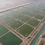 معاون وزیر کشور: توسعه آبزی‌پروری در استان بوشهر دنبال می‌شود