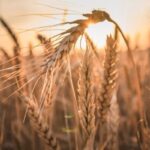 نسخه تغذیه‌ای جدید برای مزارع گندم؛ زمان طلایی مصرف اوره اعلام شد