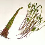 هر آنچه باید درباره گیاه قات بدانید؛ از جویدن تا عوارض قلبی