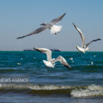 هشدار وزش باد شدید و گردوخاک در نیمه جنوبی سیستان و بلوچستان