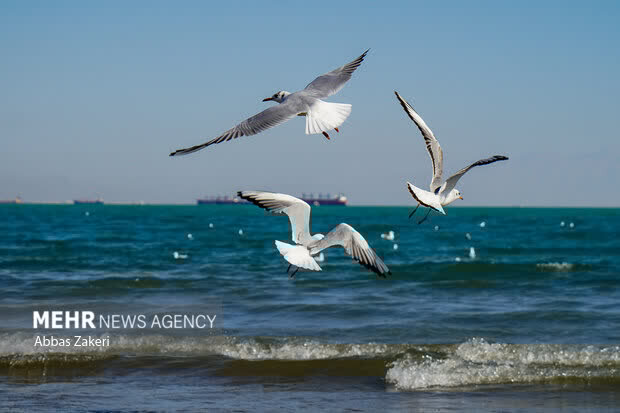 هشدار وزش باد شدید و گردوخاک در نیمه جنوبی سیستان و بلوچستان