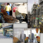 واحدهای پرنده‌فروشی در اصفهان ساماندهی می‌شود