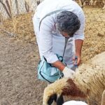 واکسیناسیون دام و طیور در روستاهای صفر مرزی جوانرود اجرا شد