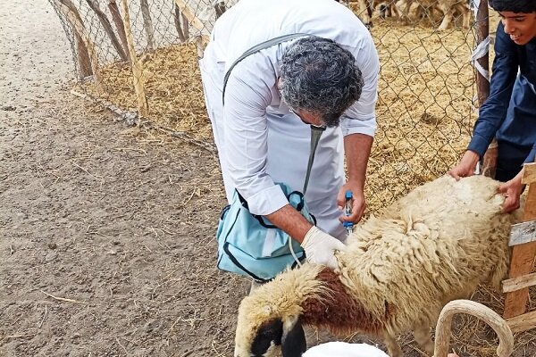 واکسیناسیون دام و طیور در روستاهای صفر مرزی جوانرود اجرا شد