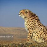 پایان ماه‌ها نگرانی؛ «فراز» یوزپلنگ آسیایی در توران شاهرود دوباره دید