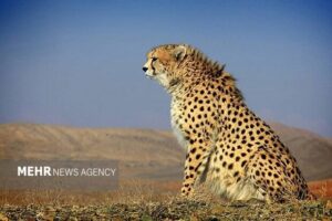 پایان ماه‌ها نگرانی؛ «فراز» یوزپلنگ آسیایی در توران شاهرود دوباره دید