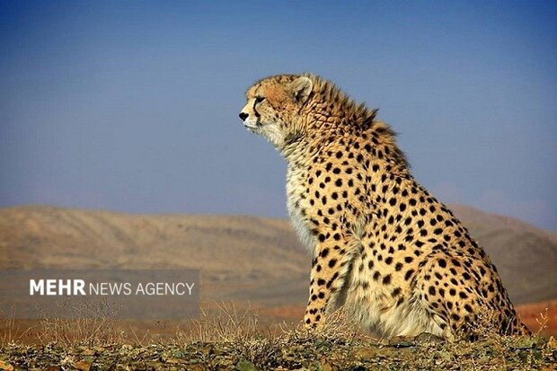 پایان ماه‌ها نگرانی؛ «فراز» یوزپلنگ آسیایی در توران شاهرود دوباره دید