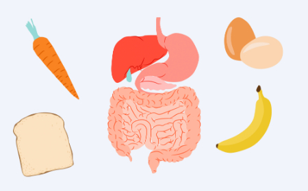 غذاهای مفید برای روده, تغذیه سالم برای کاهش التهاب روده